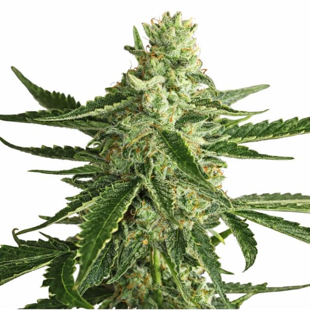 Super Green Crack Feminized