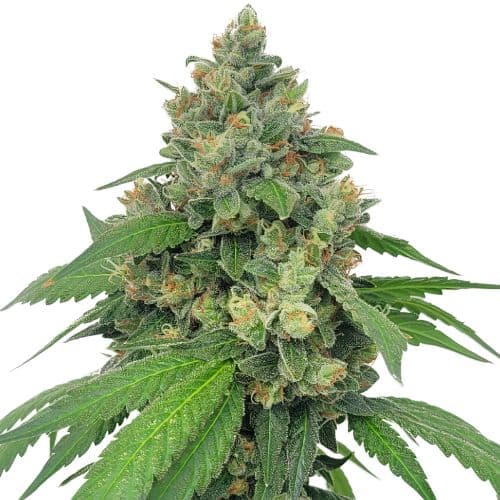Super Sour Diesel Feminized