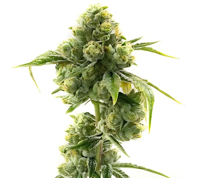 Sweet Dream cannabis seeds packaging — Royal King Seeds Australia