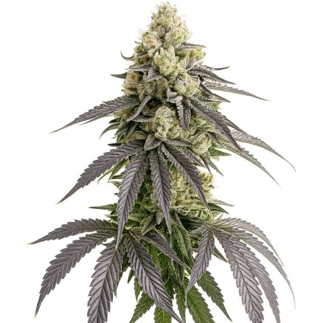 White Truffle cannabis seeds packaging — Royal King Seeds Australia