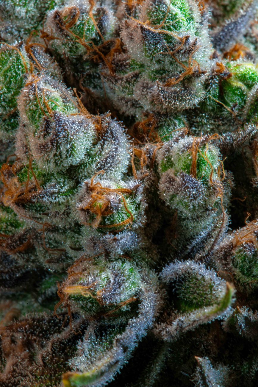 Macro shot of frosty trichome-covered cannabis buds in Paraguay.
