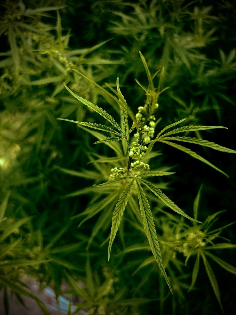 Close-up of a cannabis plant showing vibrant green leaves and developing buds.