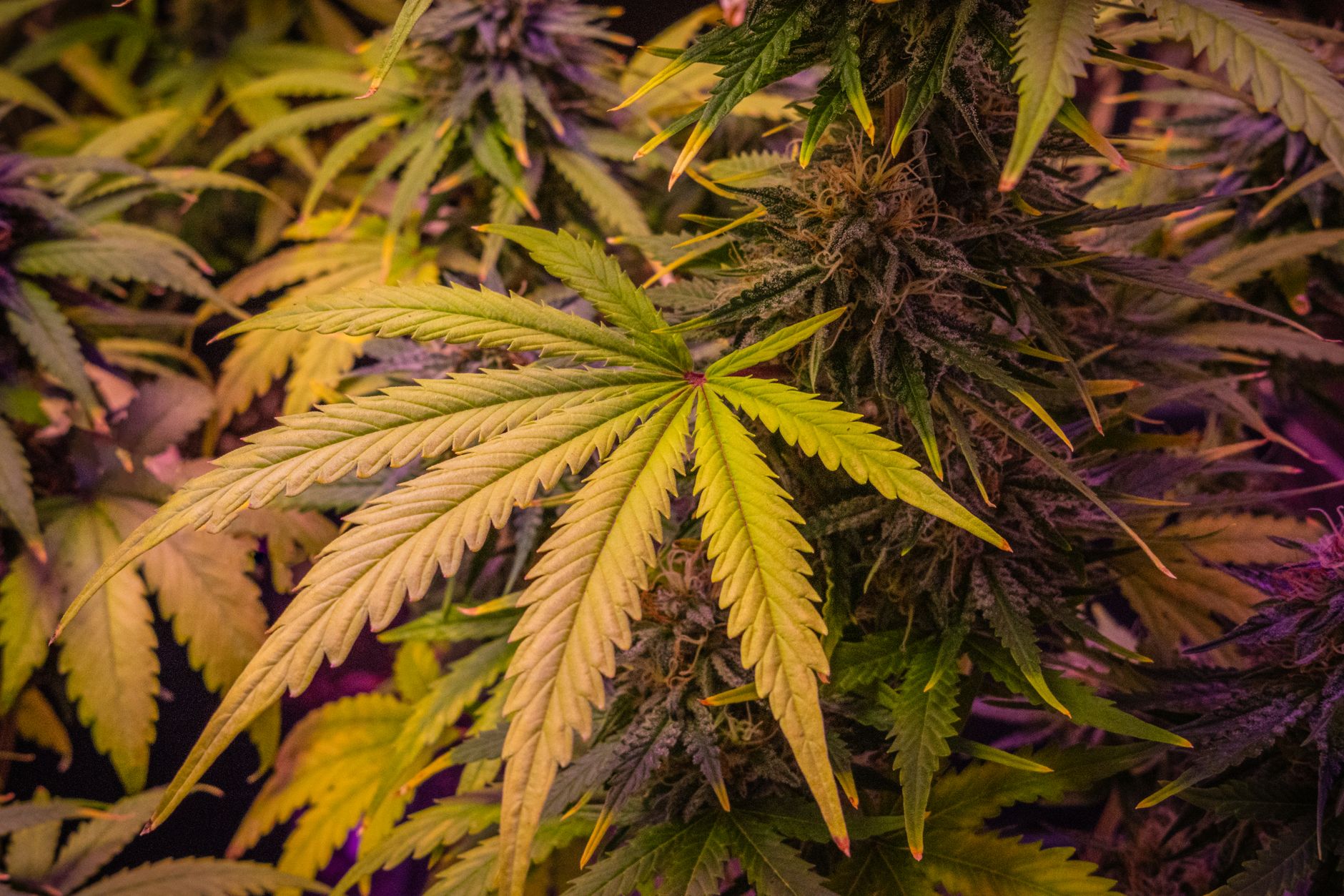 Close-up view of lush cannabis plants showcasing detailed leaves and buds.