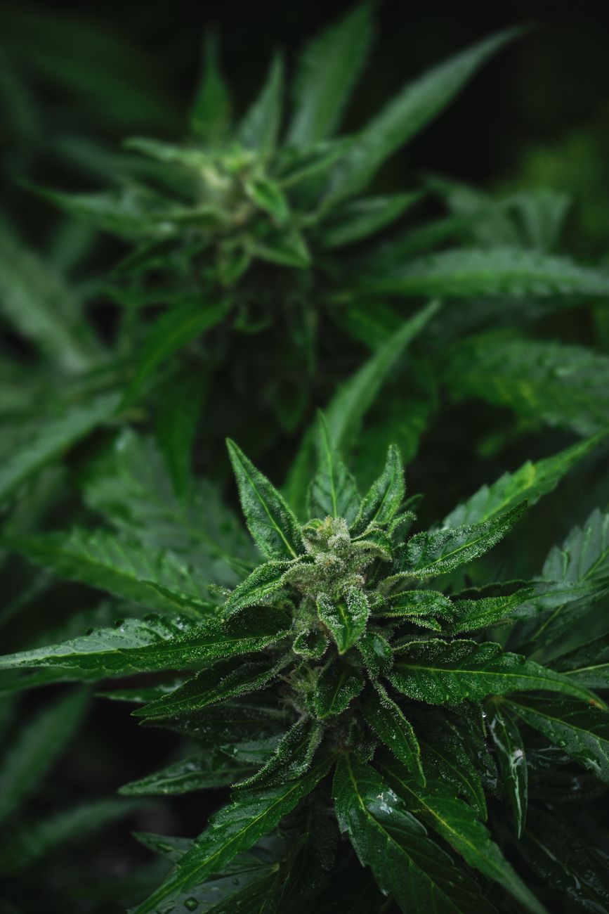 Macro shot of green dewy cannabis plants with detailed foliage and wet leaves.