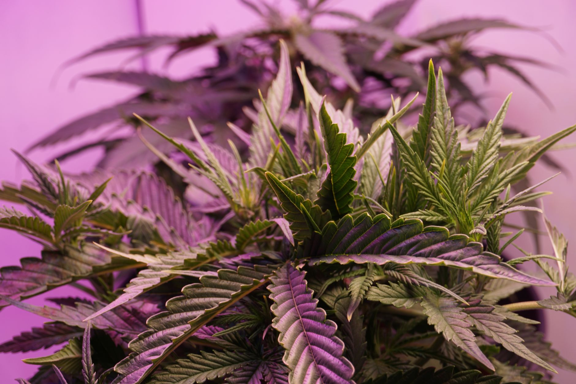 Detailed close-up of vibrant cannabis leaves illuminated by purple lighting, showcasing lush foliage.
