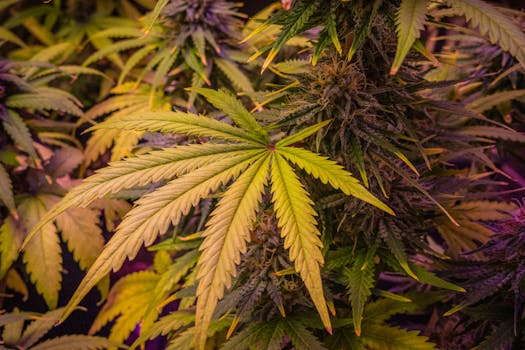 Close-up view of lush cannabis plants showcasing detailed leaves and buds.