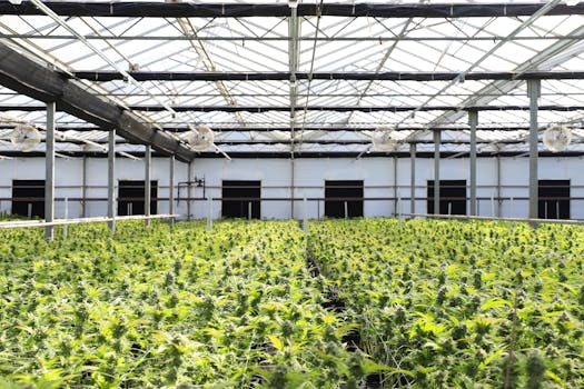 A vibrant indoor greenhouse with abundant cannabis plants thriving under natural light.