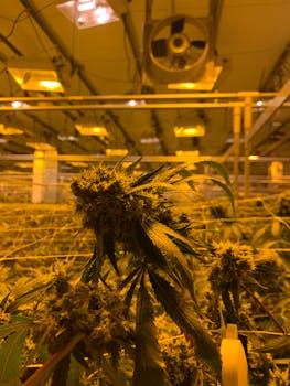 Close-up of cannabis plants in an indoor plantation under yellow grow lights.