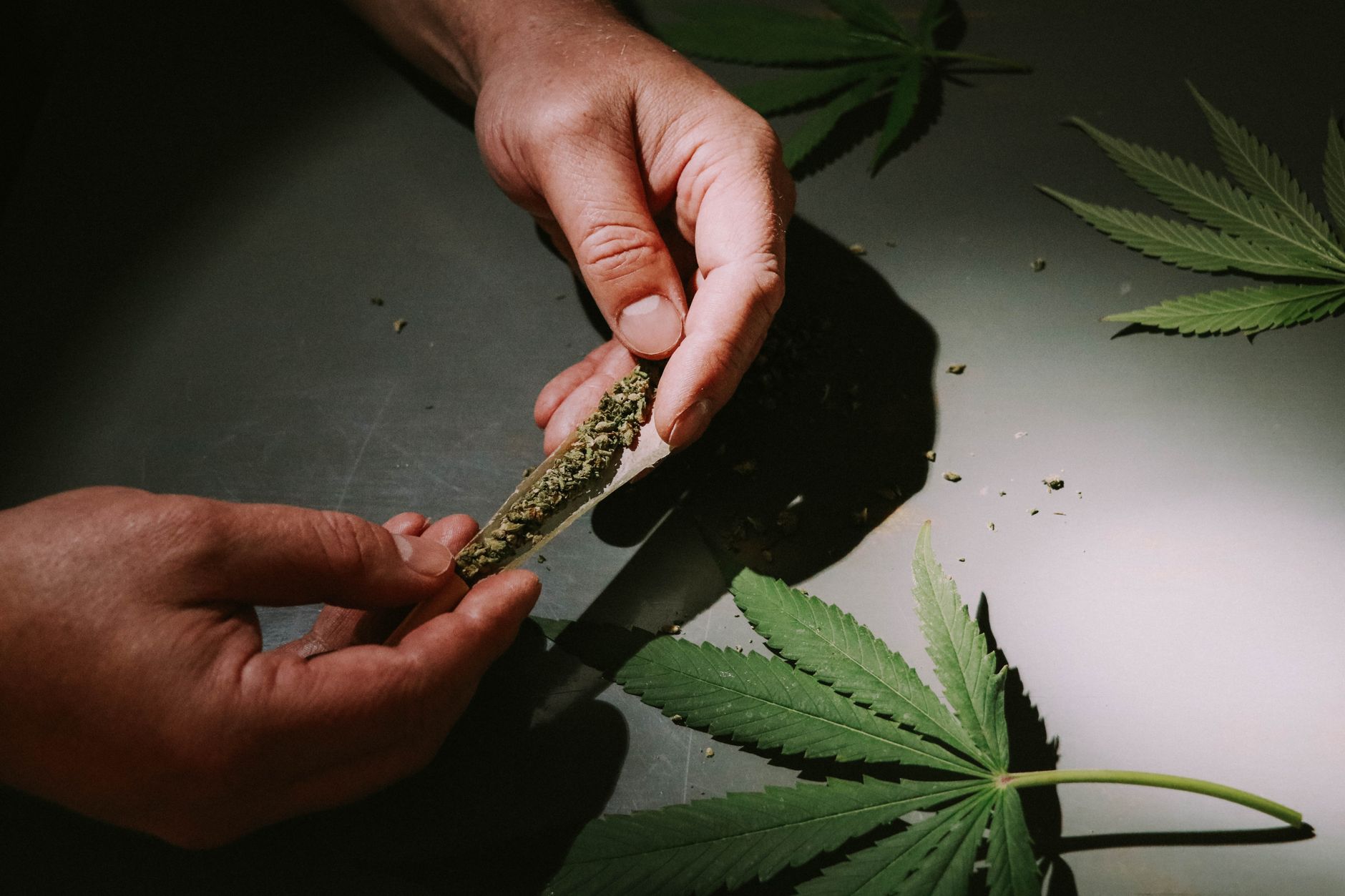 Hands preparing a cannabis joint with marijuana leaves on a table.