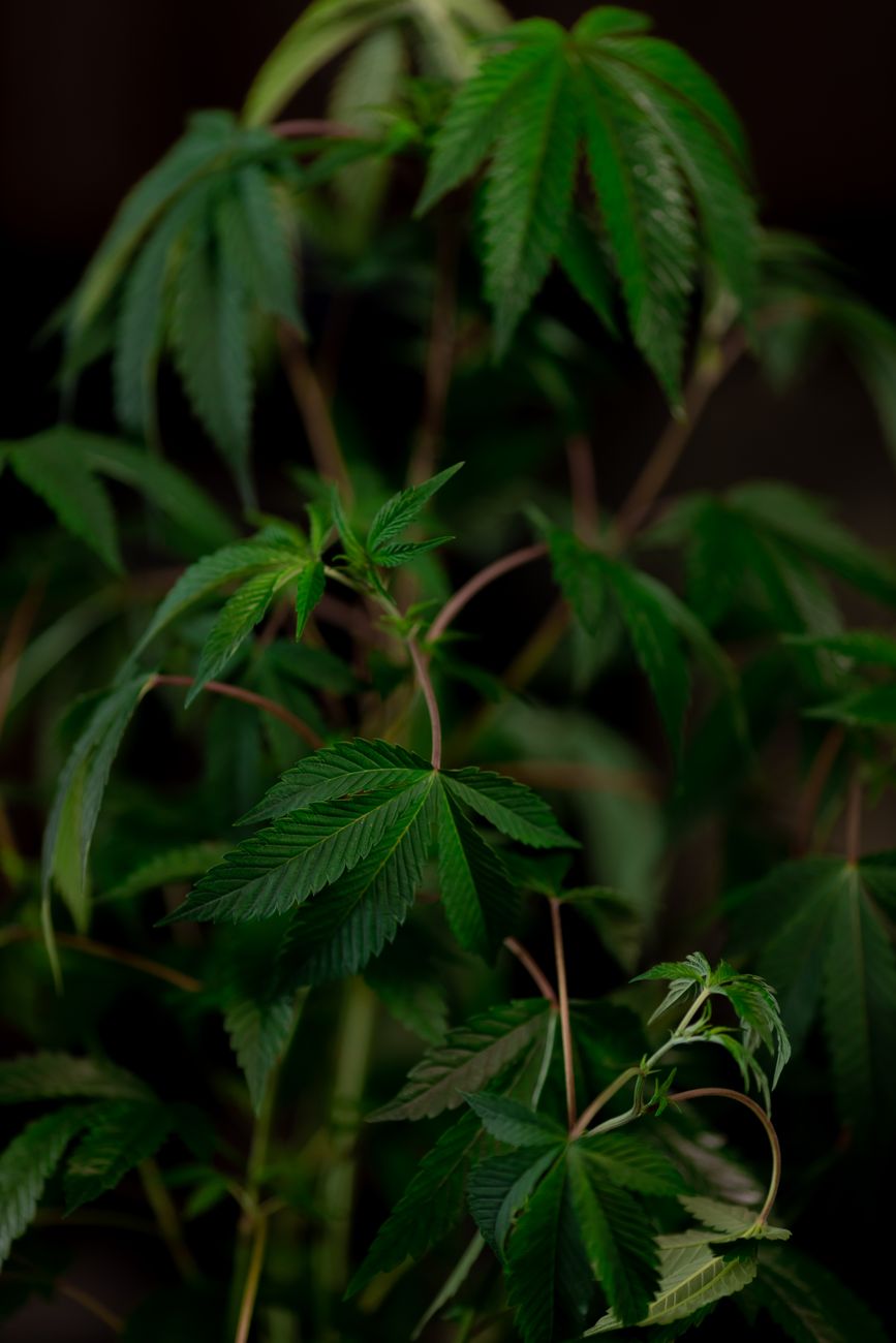 Close-up of lush cannabis plants showcasing green leaves against a dark backdrop.