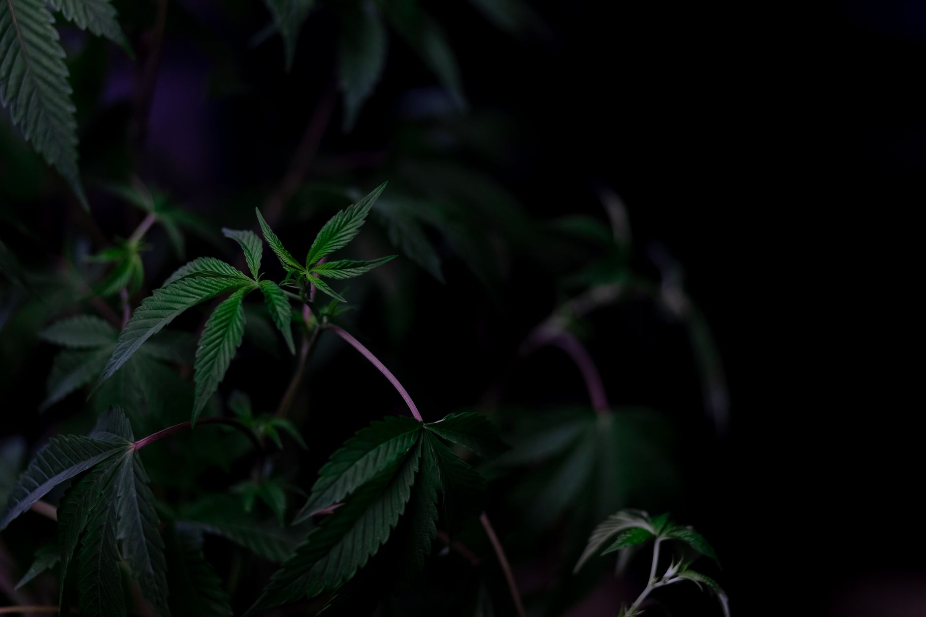 Vivid close-up of cannabis leaves with dark background, showcasing texture and vibrant greens.