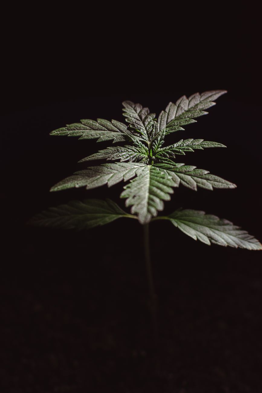 A close-up shot of a cannabis plant showcasing its distinct leaf pattern against a dark background.