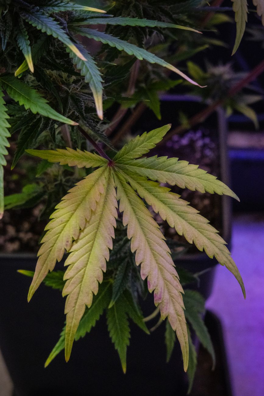 Vivid close-up of a cannabis leaf in an indoor garden setup.