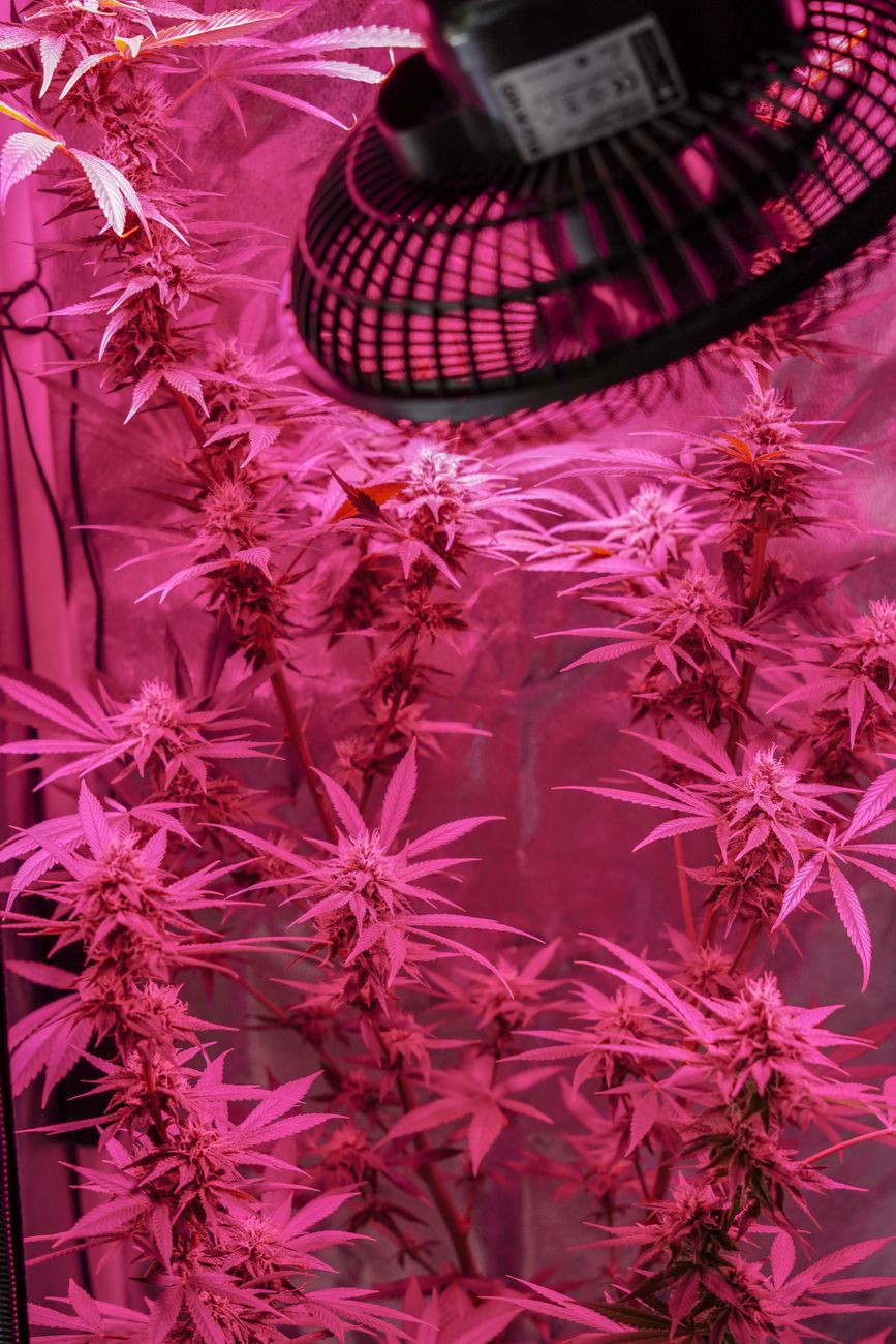 Close-up of cannabis plants growing indoors under pink LED lighting, showcasing horticultural techniques.