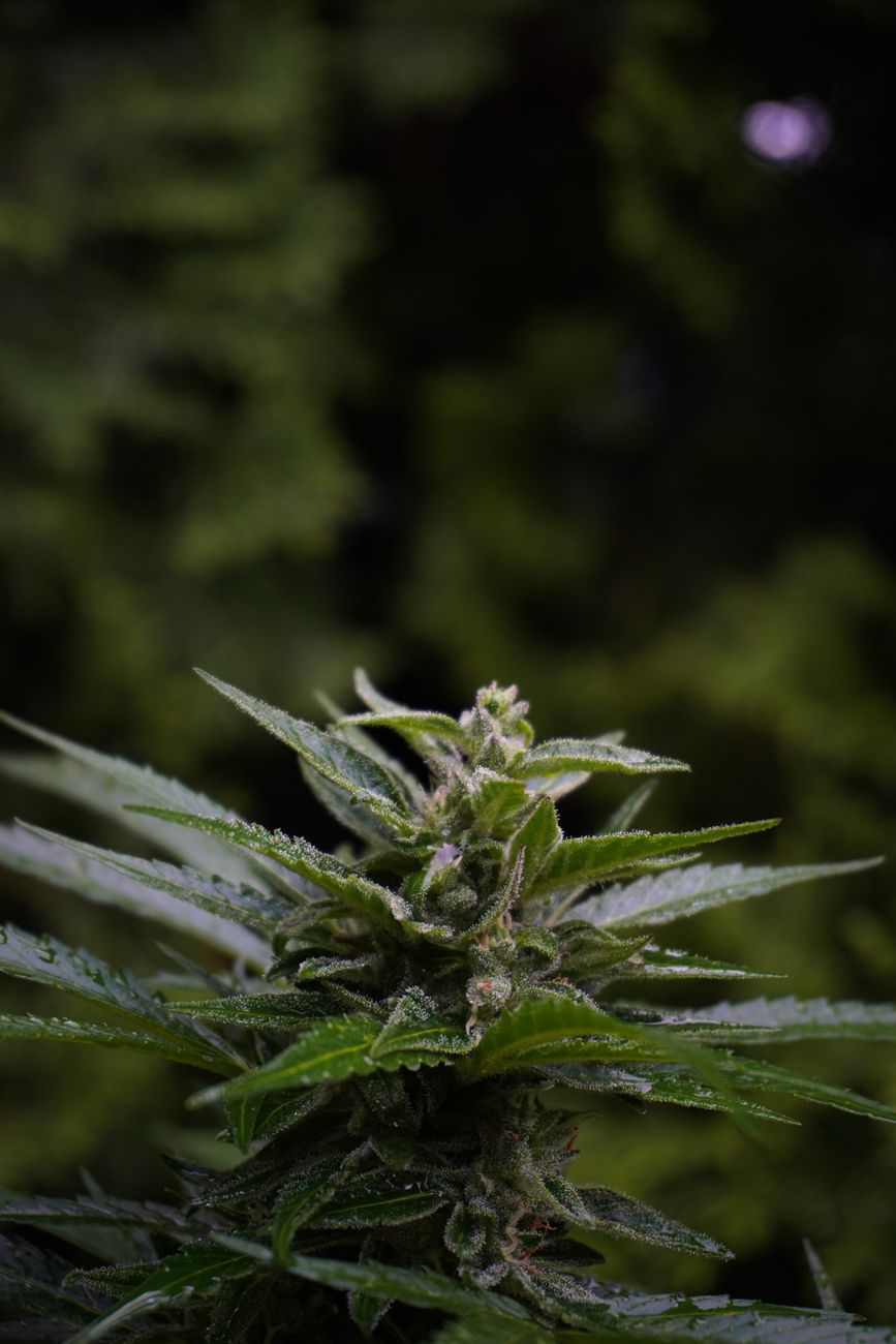 Macro shot of a cannabis plant highlighting green leaves and trichomes outdoors.