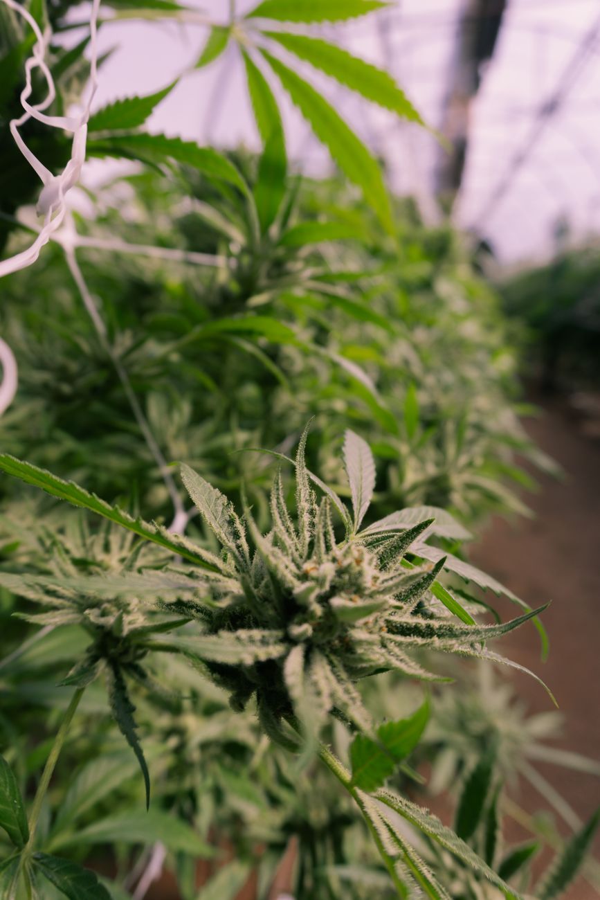 Detailed view of a cannabis plant in a greenhouse setting with lush green leaves.