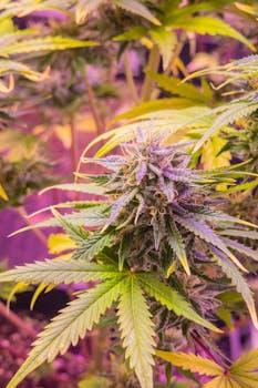 Detailed image of a cannabis plant with purple buds and green leaves under grow lights.