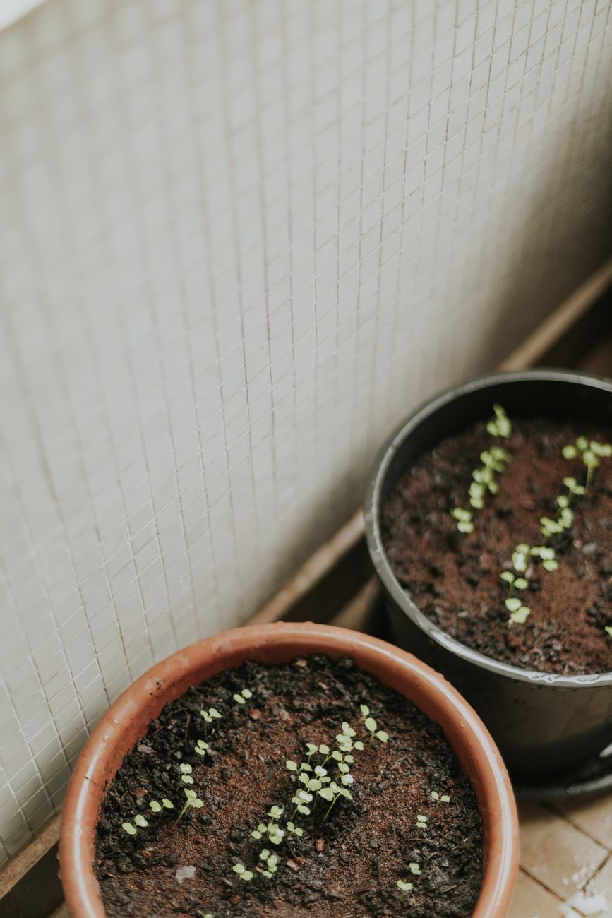 Young seedlings emerge from soil in indoor plant pots, showcasing new growth.