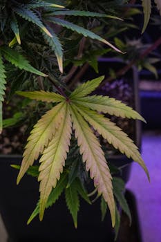 Vivid close-up of a cannabis leaf in an indoor garden setup.