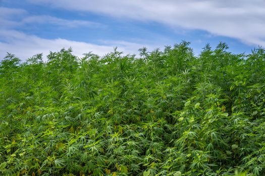 Expansive cannabis plants growing densely under a bright, clear blue sky.