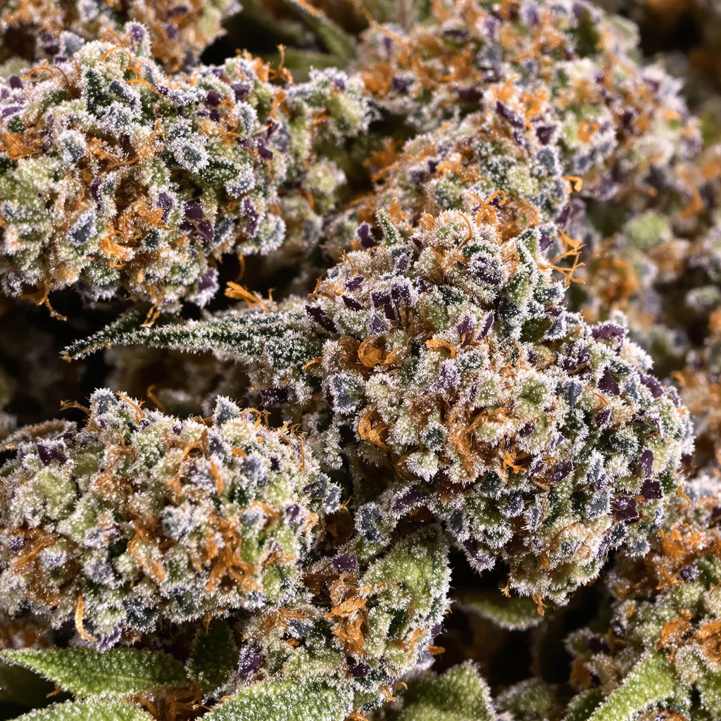Abusive OG cannabis plant in flowering stage — 90-130 cm feminised