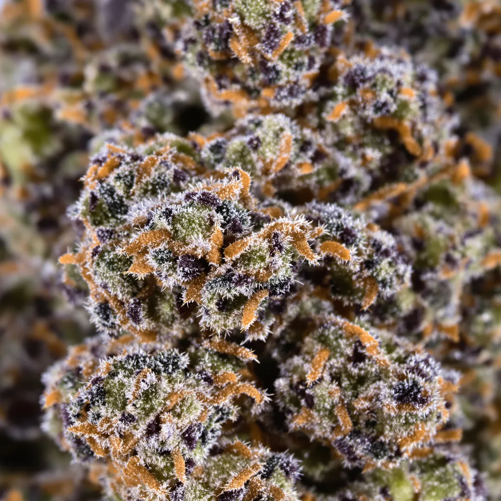 Afghani Bullrider cannabis plant in flowering stage — 90-130 cm feminised