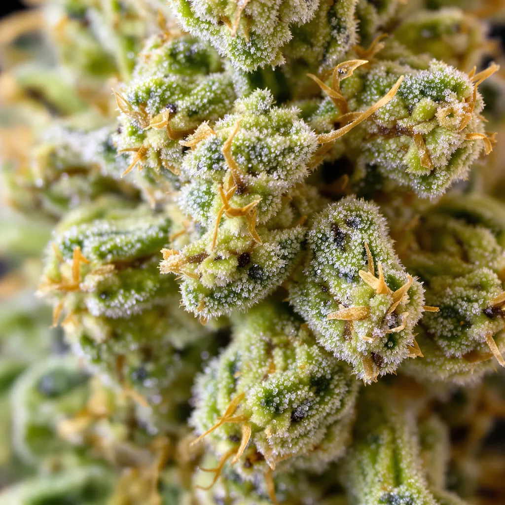 AK cannabis plant in flowering stage — 150-200 cm feminised