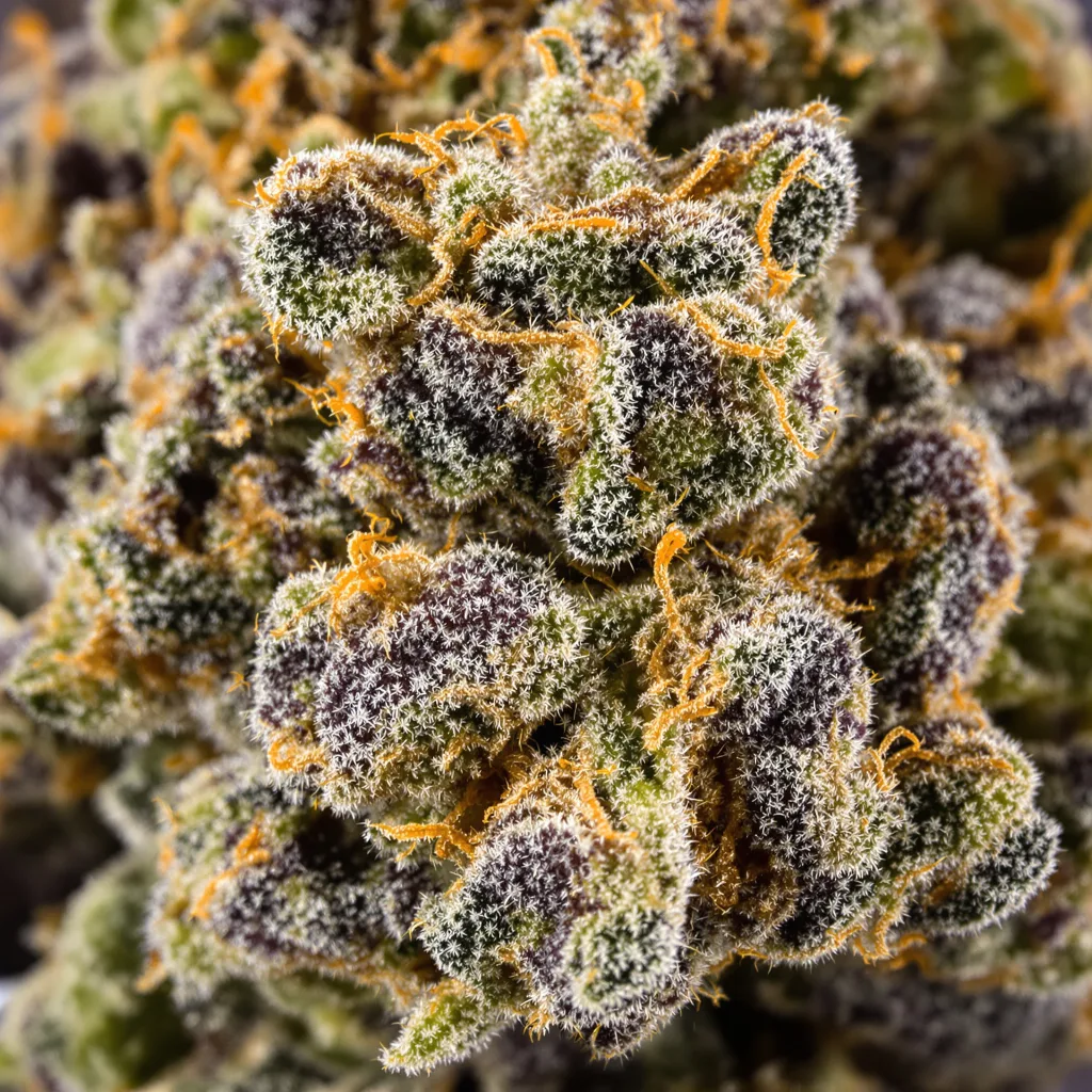 Alien Technology cannabis plant in flowering stage — 90-130 cm feminised