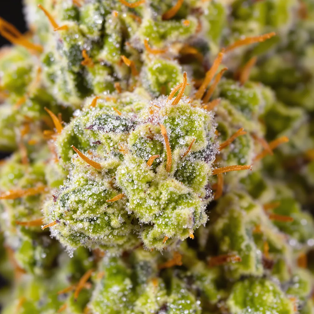 American Haze cannabis plant in flowering stage — 150-200 cm feminised