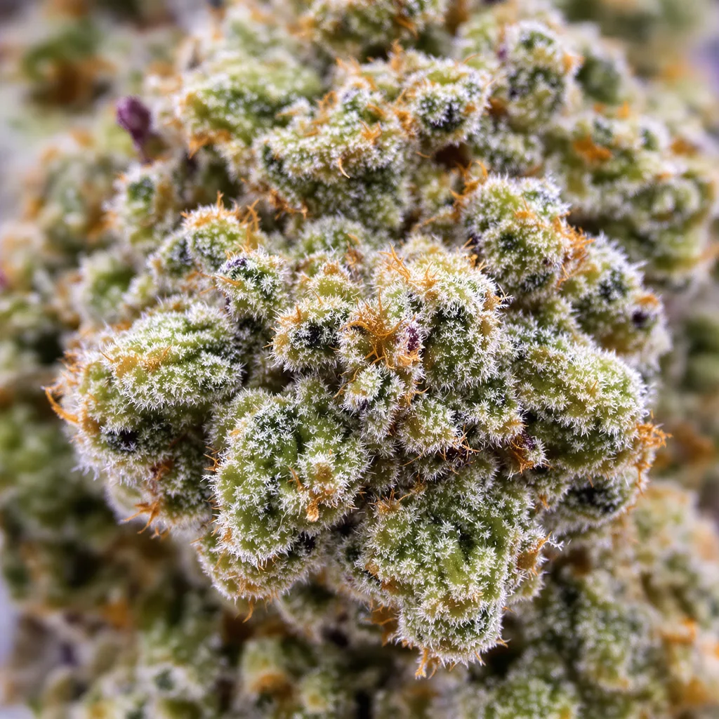 American Strain Mixpack cannabis plant in flowering stage — 120-180 cm feminised