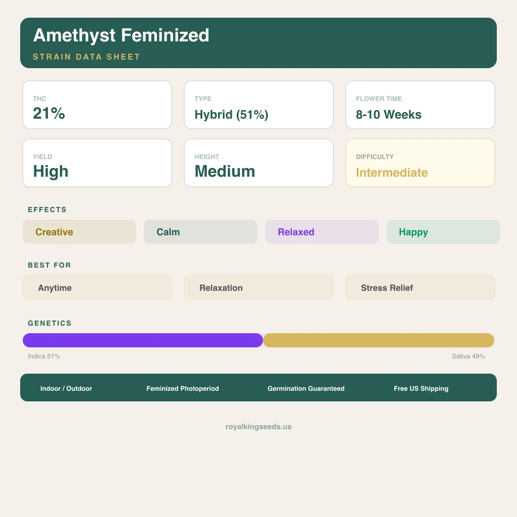 Amethyst 51% indica / 49% sativa flower with visible trichomes