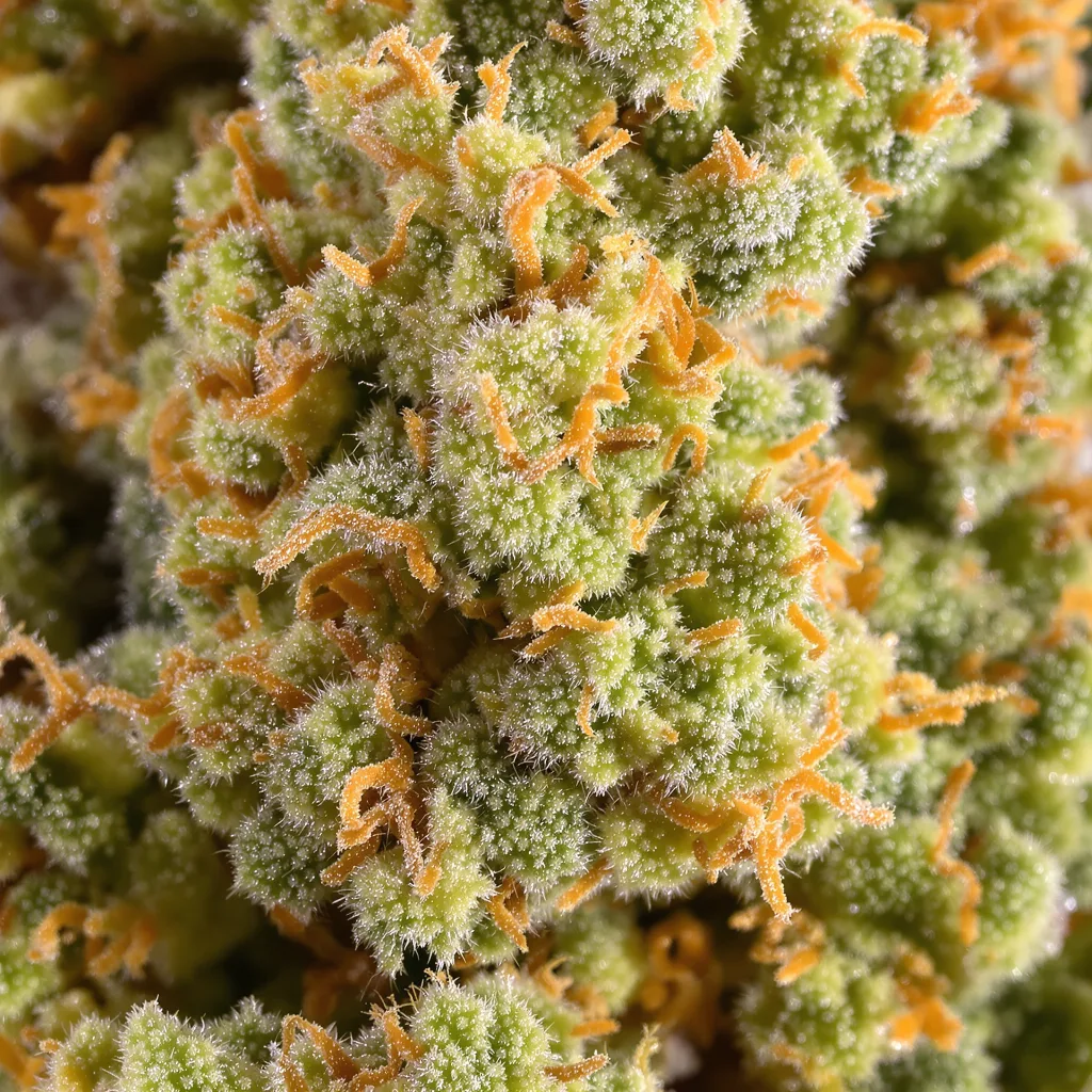 Amherst Diesel cannabis plant in flowering stage — 150-200 cm feminised