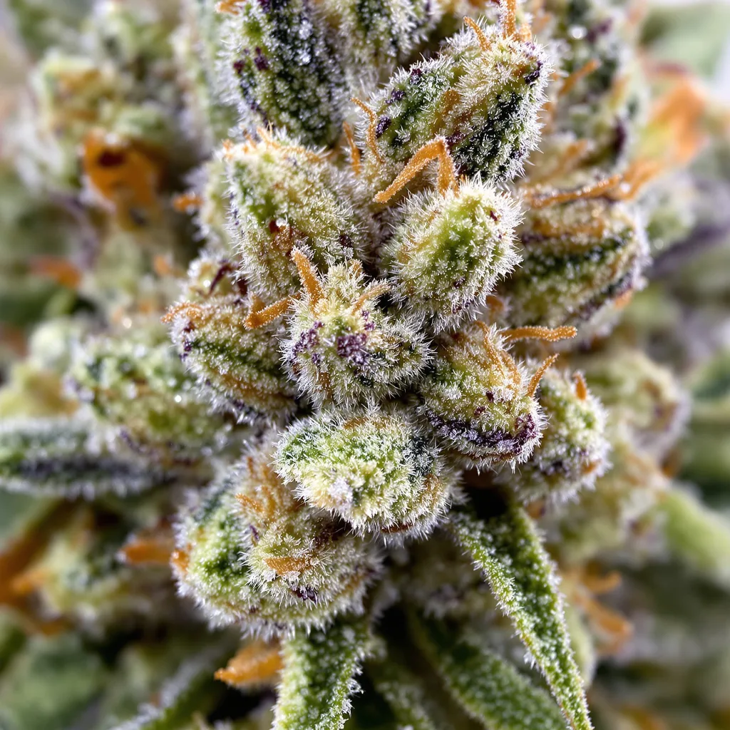 Amnesia Lemon cannabis plant in flowering stage — 120-180 cm feminised
