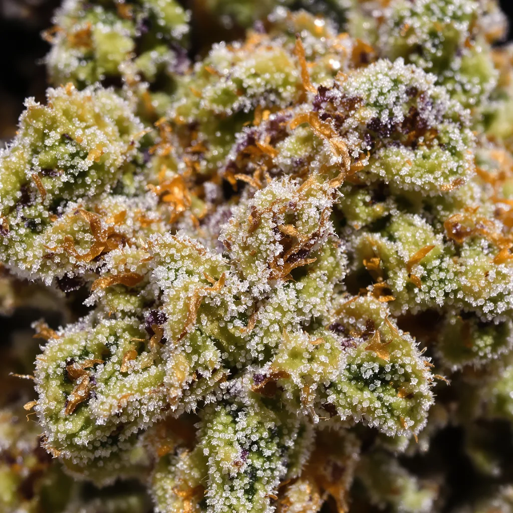 Apple Crisp cannabis plant in flowering stage — 120-180 cm feminised