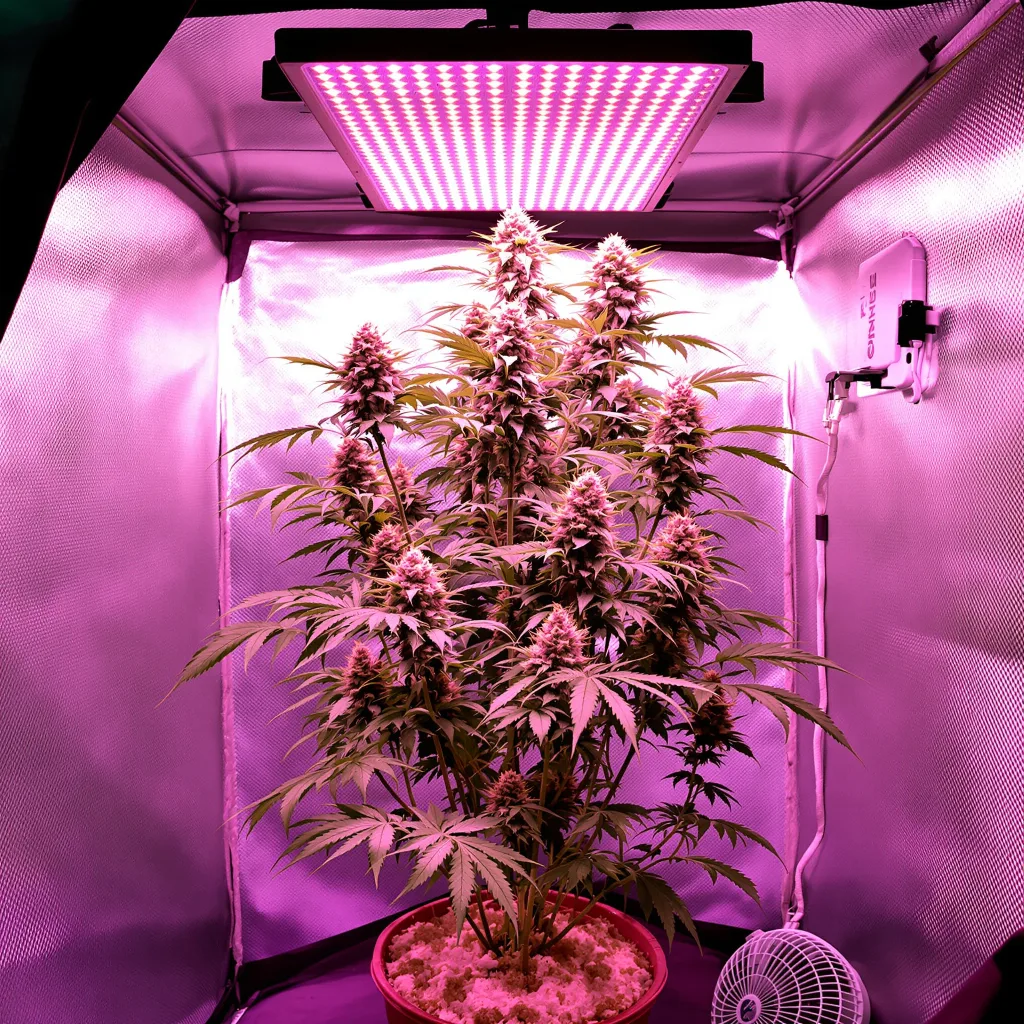 Atomic Northern Lights 60% indica / 40% sativa flower with visible trichomes