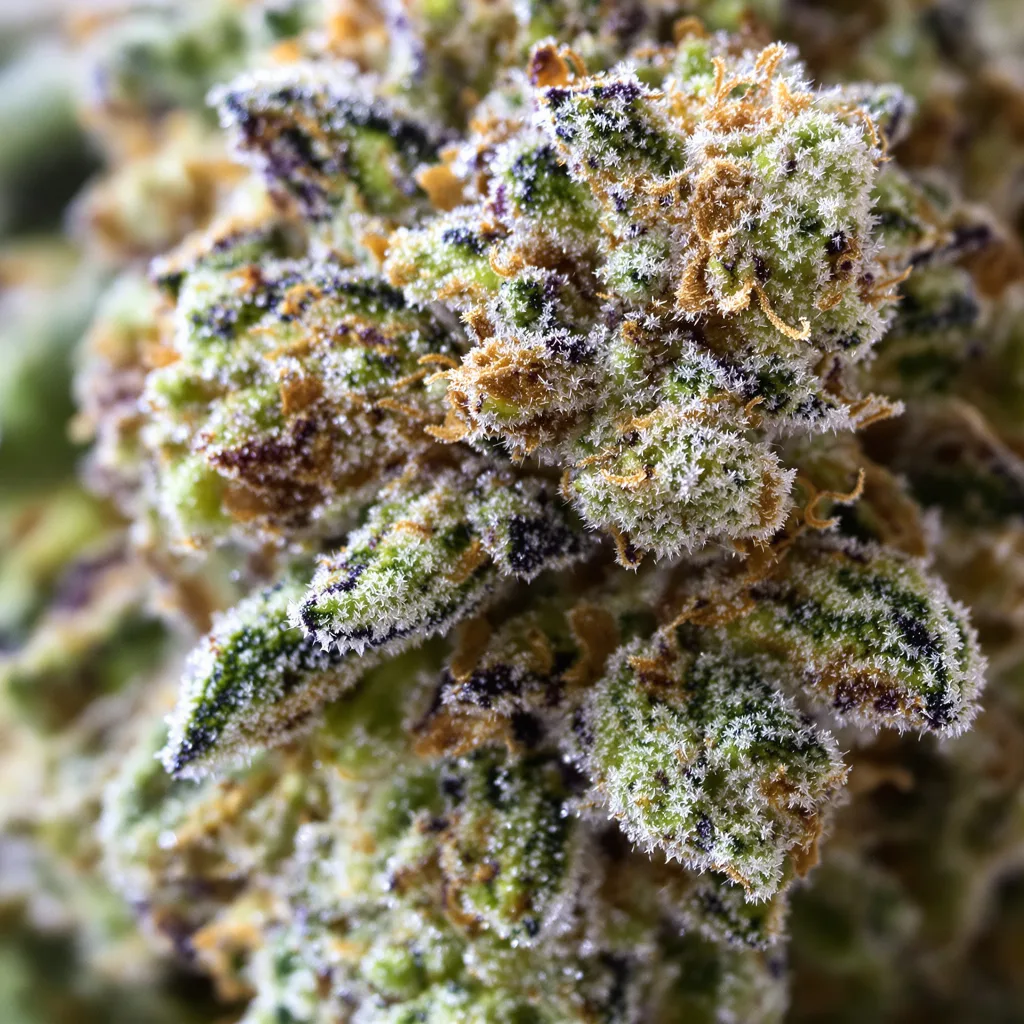 Aurora Borealis cannabis plant in flowering stage — 120-180 cm feminised