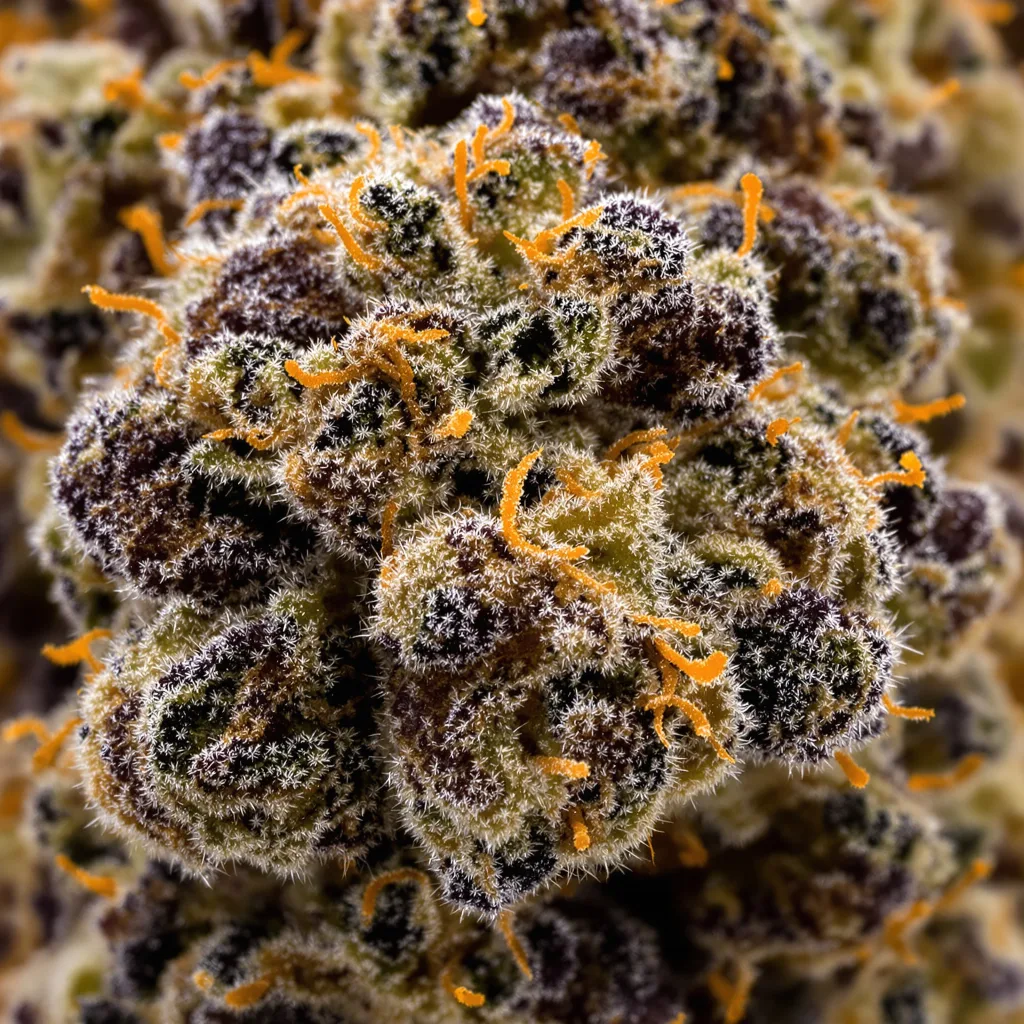 Bakerstreet cannabis plant in flowering stage — 90-130 cm feminised