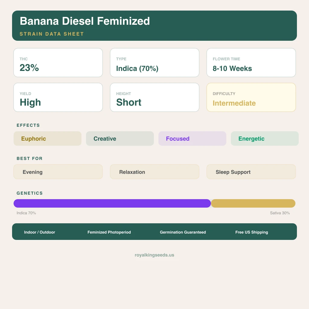 Banana Diesel 70% indica / 30% sativa flower with visible trichomes