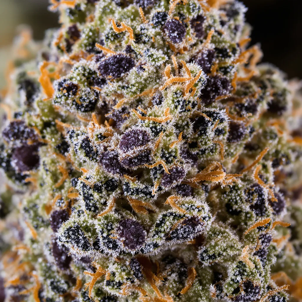 Banana OG cannabis plant in flowering stage — 90-130 cm feminised