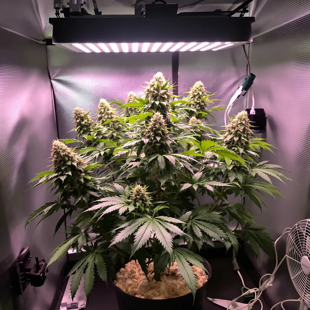 Bay Dream 66% indica / 34% sativa flower with visible trichomes