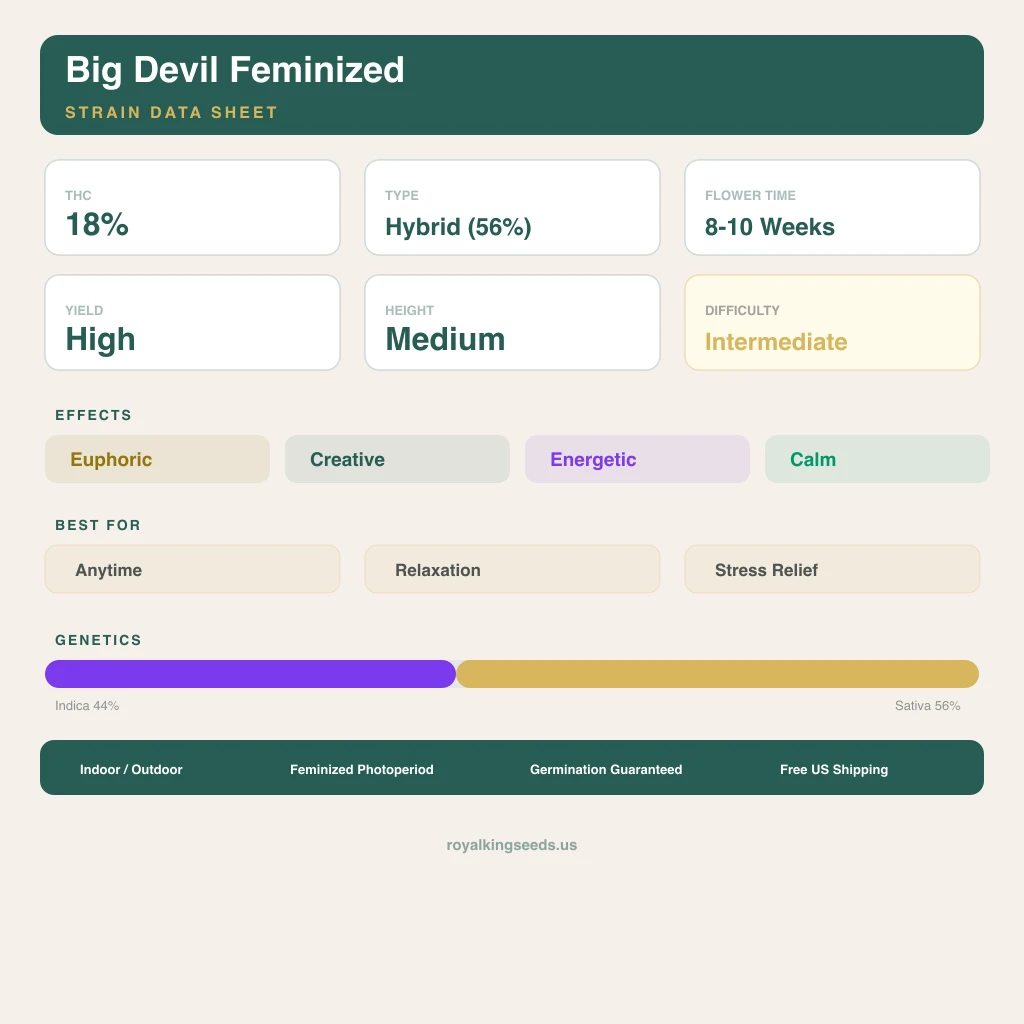 Big Devil 44% indica / 56% sativa flower with visible trichomes