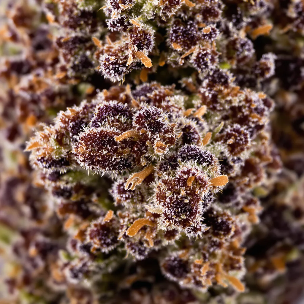 Black Cherry Punch cannabis plant in flowering stage — 90-130 cm feminised