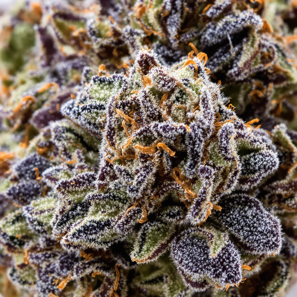 Black Demon OG cannabis plant in flowering stage — 90-130 cm feminised