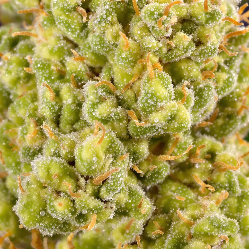 Blob OG cannabis plant in flowering stage — 150-200 cm feminised