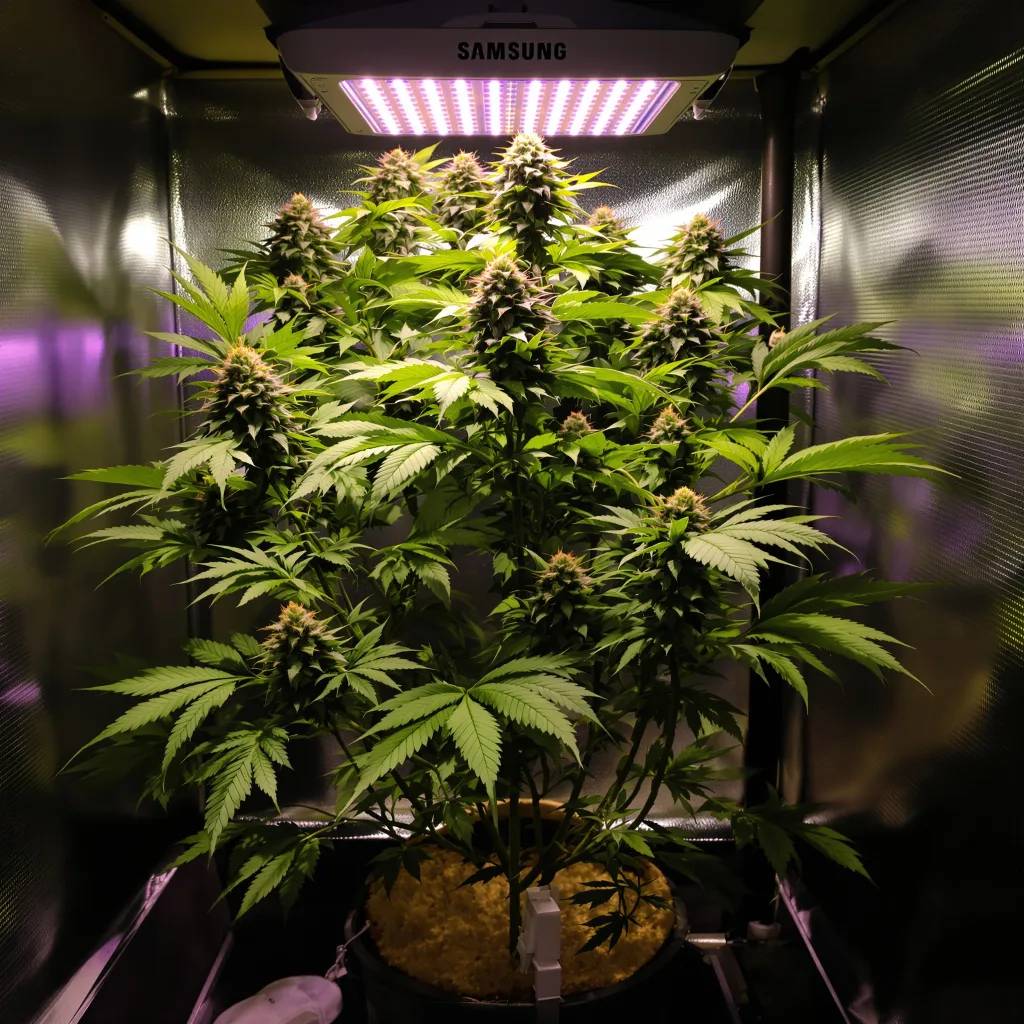 Blue Afghani 74% indica / 26% sativa flower with visible trichomes