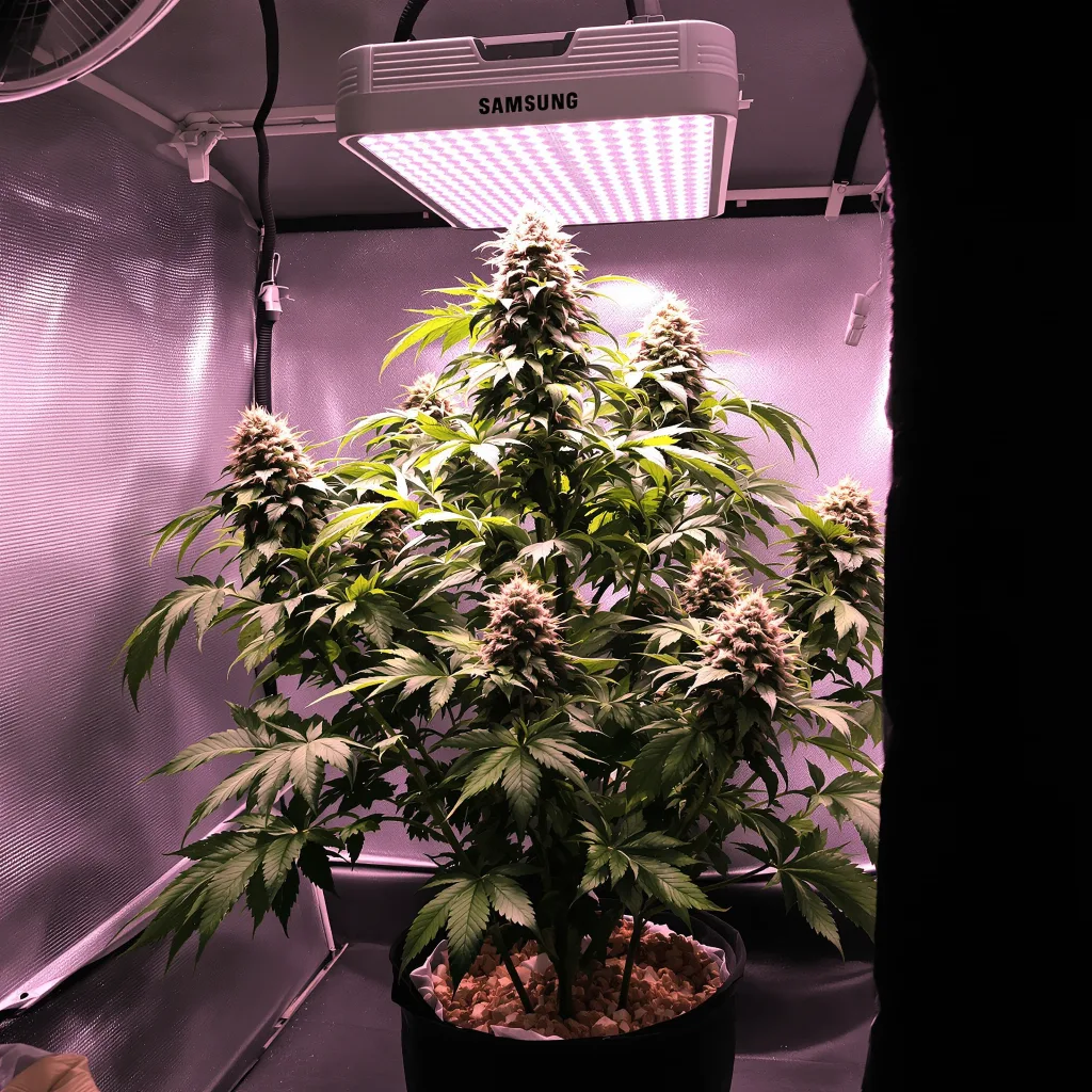 Blue Blood 72% indica / 28% sativa flower with visible trichomes