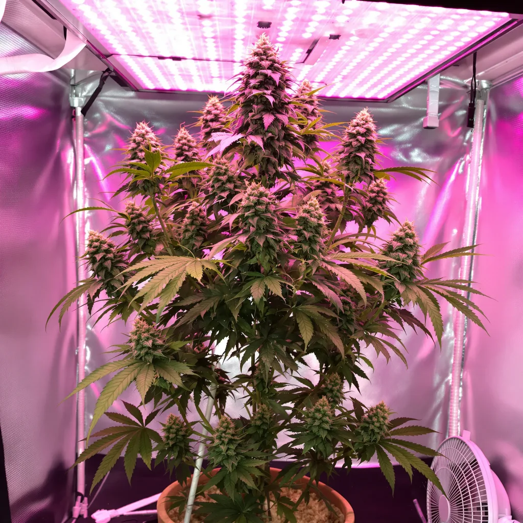 Blue Cheese cannabis plant in flowering stage — 60-100 cm autoflower