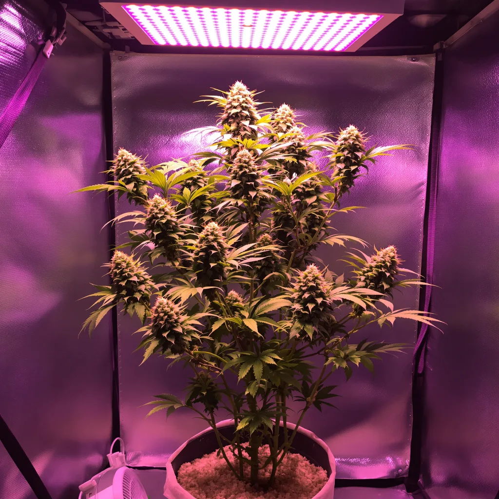 Blue Cookies cannabis plant in flowering stage — 120-180 cm feminised