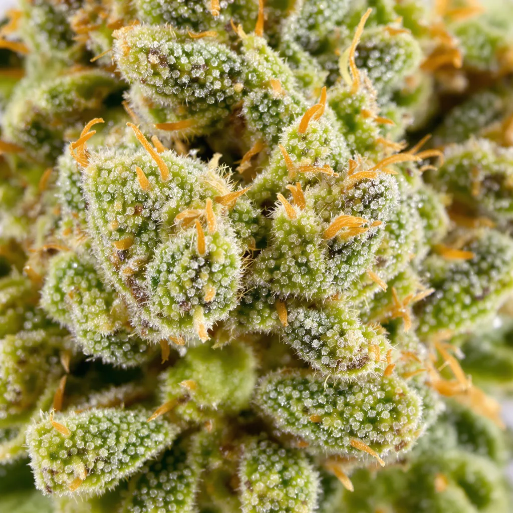 Blue Diamond cannabis plant in flowering stage — 150-200 cm feminised