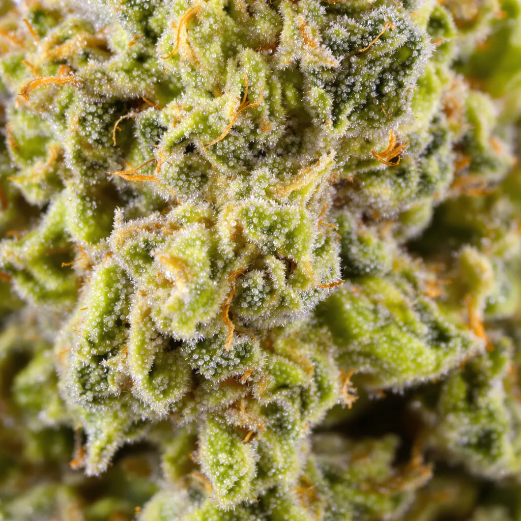 Blue Dream cannabis plant in flowering stage — 150-200 cm feminised